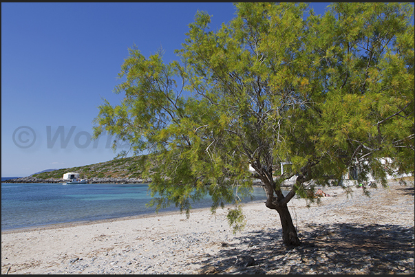 Limnionas bay (west coast), below the village of Mylopotamos Limnionas bay (west coast), below the village of Mylopotamos