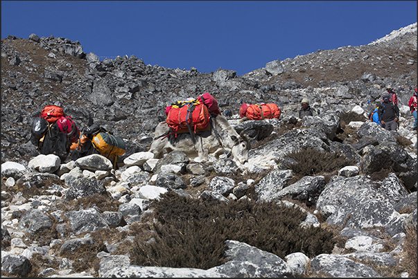 A caravan of yaks on the ascent to Lobuche A caravan of yaks on the ascent to Lobuche