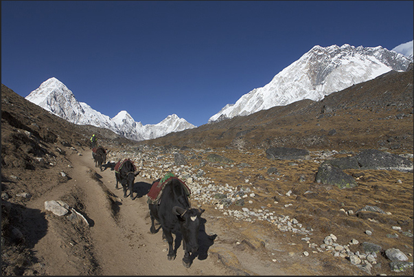 Yaks on the path towards the village of Lobuche (4910 m) in Kumbu Glacier Valley Yaks on the path towards the village of Lobuche (4910 m) in Kumbu Glacier Valley