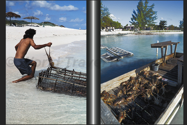 Anegada Island, lobster for lunch