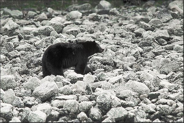 It is not uncommon to see, on the rocky beaches, bears seeking food as crabs and shrimps