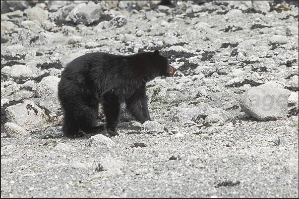 It is not uncommon to see, on the rocky beaches, bears seeking food as crabs and shrimps