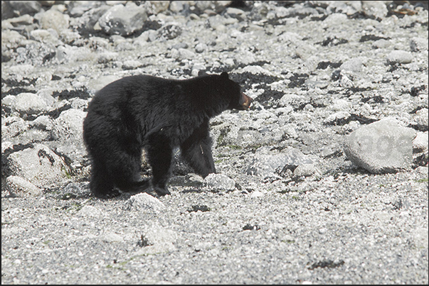 It is not uncommon to see, on the rocky beaches, bears seeking food as crabs and shrimps It is not uncommon to see, on the rocky beaches, bears seeking food as crabs and shrimps