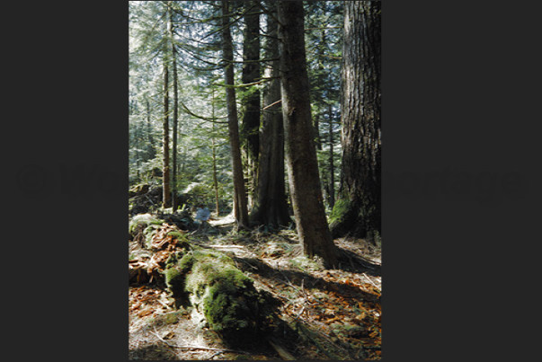 Many paths through the dense interior forests Many paths through the dense interior forests