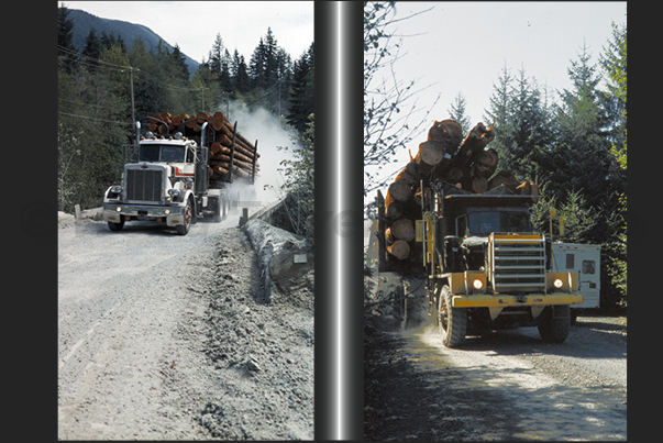 Along the interior roads, beware of large trucks carrying timber from the forests to the sawmills