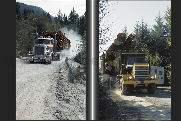 Along the interior roads, beware of large trucks carrying timber from the forests to the sawmills Along the interior roads, beware of large trucks carrying timber from the forests to the sawmills