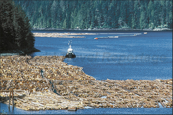 In the fjords, large timber rafts waiting to be towed to the sawmills