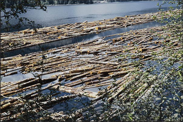 In the fjords, large timber rafts waiting to be towed to the sawmills