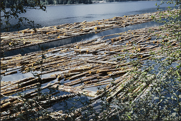 In the fjords, large timber rafts waiting to be towed to the sawmills In the fjords, large timber rafts waiting to be towed to the sawmills