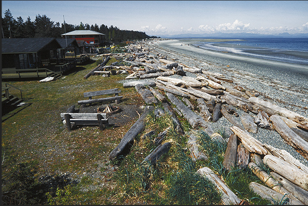 Many trunks escape to the sea but the sea storms, bring them back on the beaches Many trunks escape to the sea but the sea storms, bring them back on the beaches
