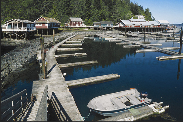 Telegraph Cove (north-east coast), obligatory passage of whales and killer whales that migrate to the most fish-filled seas
