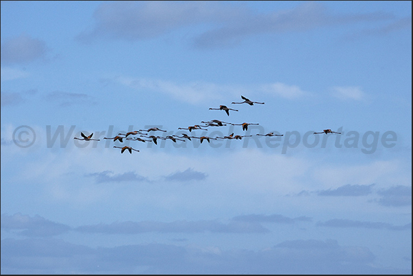 Stintino. Flamingos flying over the old salt marshes Stintino. Flamingos flying over the old salt marshes