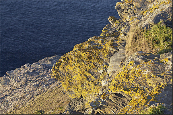 Nurra Coast. Path on the cliffs covered with moss and lichen between Stintino and the old mining village of Argentiera Nurra Coast. Path on the cliffs covered with moss and lichen between Stintino and the old mining village of Argentiera
