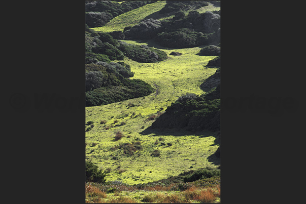 The coastal path from Sintino to Argentiera, through fields and wooded areas that characterize the area of Nurra