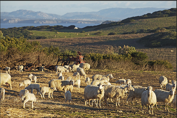 Sheep farming is one of the main activities on the coastal plateau of Nurra Sheep farming is one of the main activities on the coastal plateau of Nurra