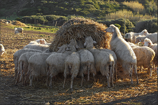 Sheep farming is one of the main activities on the coastal plateau of Nurra Sheep farming is one of the main activities on the coastal plateau of Nurra