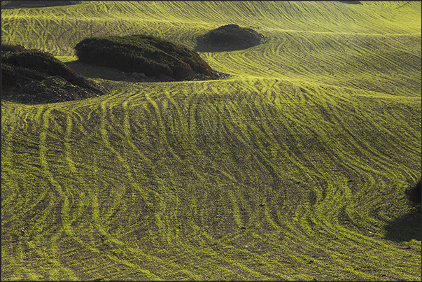 Often along the coastal path, there are fields with growing crops that create strange games of lines and colors Often along the coastal path, there are fields with growing crops that create strange games of lines and colors