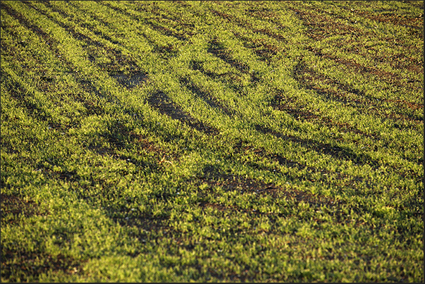 Often along the coastal path, there are fields with growing crops that create strange games of lines and colors