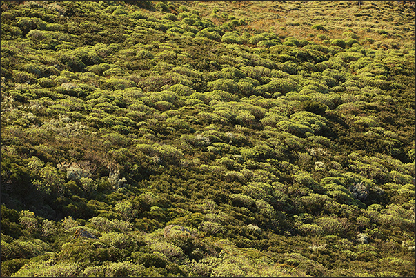 The Mediterranean maquis formed by gorse bushes, rosemary, euphorbia, myrtle and many other types of plants