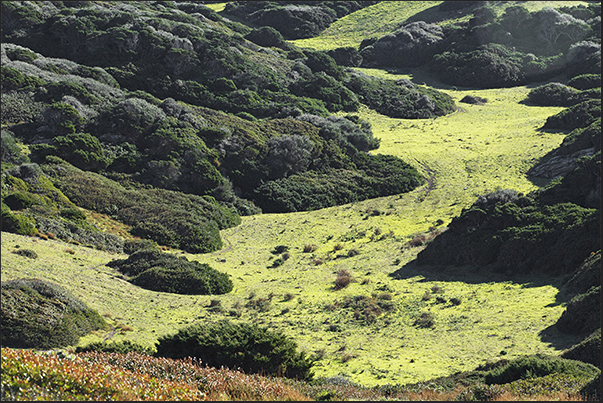 The Mediterranean maquis formed by gorse bushes, rosemary, euphorbia, myrtle and many other types of plants