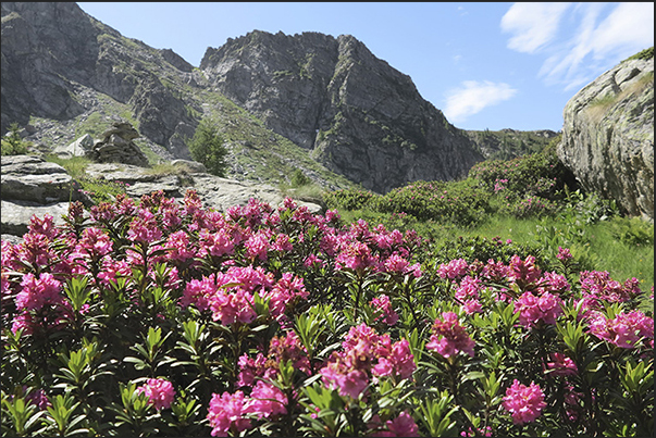 Rhododendrons in bloom