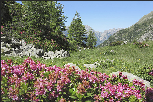 Rhododendrons in bloom