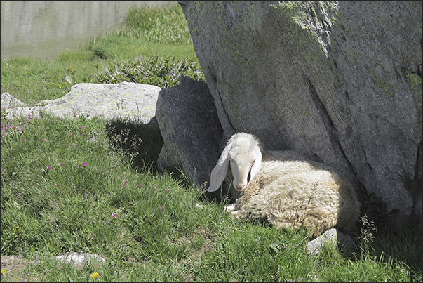 On the trails of transhumance a sheep rest in the shade of a rock