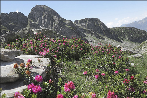 Over 2000 m there are only rocks and flower meadows Over 2000 m there are only rocks and flower meadows