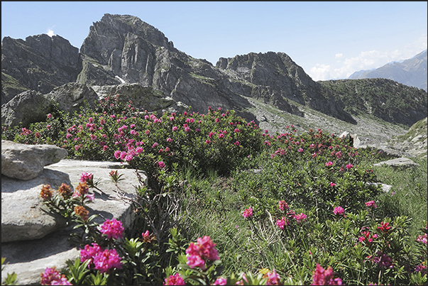 Over 2000 m there are only rocks and flower meadows