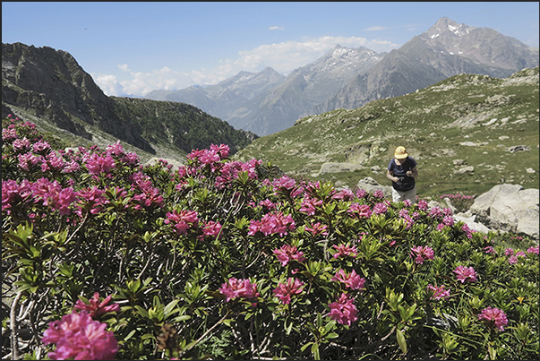 Over 2000 m there are only rocks and flower meadows Over 2000 m there are only rocks and flower meadows
