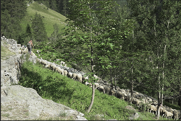 It is not uncommon in the summer to meet the shepherds who lead the flocks to the pasture