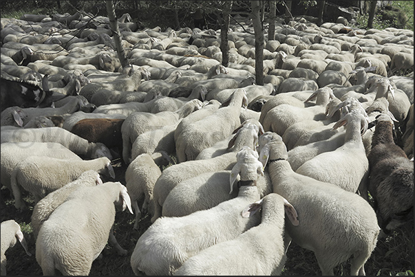 It is not uncommon in the summer to meet the shepherds who lead the flocks to the pasture