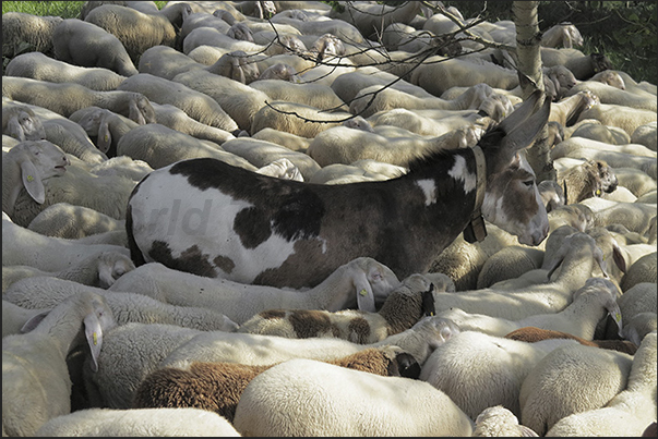 It is not uncommon in the summer to meet the shepherds who lead the flocks to the pasture