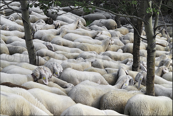 It is not uncommon in the summer to meet the shepherds who lead the flocks to the pasture