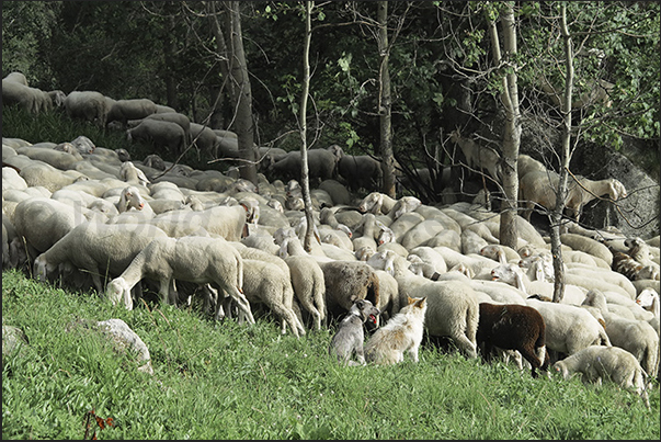 It is not uncommon in the summer to meet the shepherds who lead the flocks to the pasture It is not uncommon in the summer to meet the shepherds who lead the flocks to the pasture