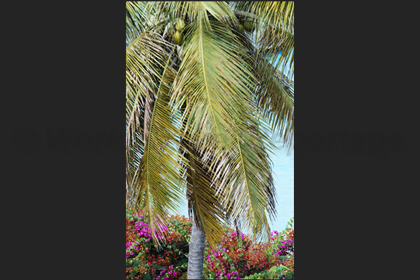 The colors that characterize the west coast The colors that characterize the west coast