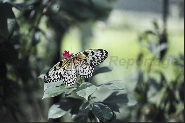 The Butterfly Farm where you can observe rare butterflies hardly visible in nature