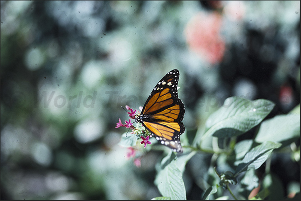 The Butterfly Farm where you can observe rare butterflies hardly visible in nature