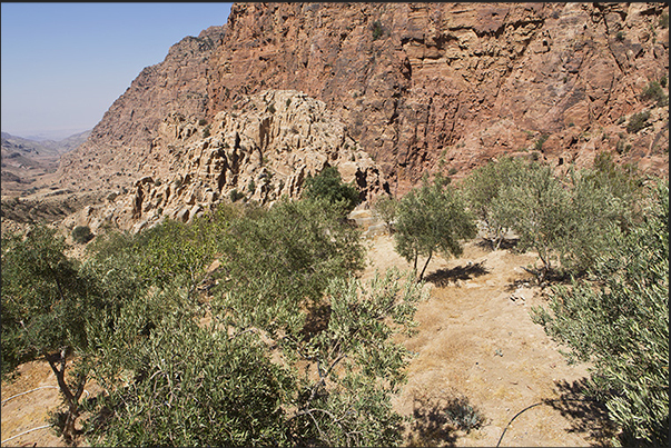 In the middle of the path begins the vegetation consisting of trees and bushes In the middle of the path begins the vegetation consisting of trees and bushes