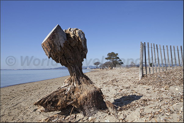 The beach of the old salt pans of Hyeres near the port of Porthuau. Ancient trees that look like sculptures