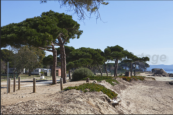 Beach and pinewood of Le Pansard campsite at La Londe