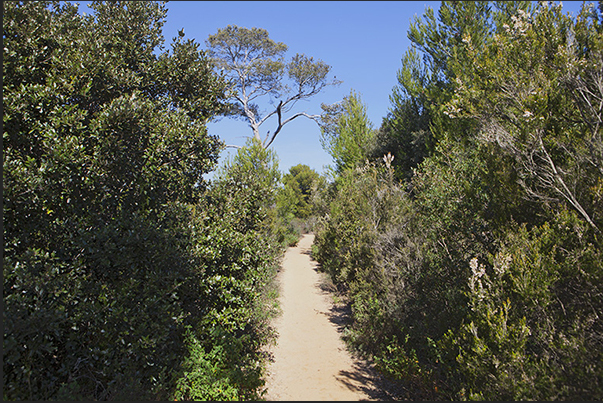 The trail passes through the woods after the beach of Pelegrin between La Londe and Cabasson towards the beach of Léoube The trail passes through the woods after the beach of Pelegrin between La Londe and Cabasson towards the beach of Léoube