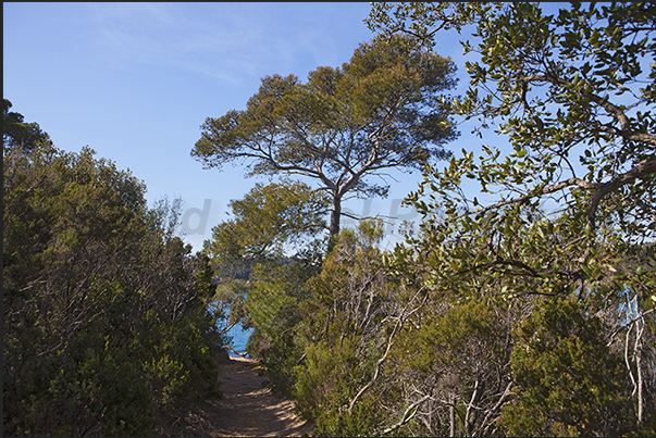 Before Brégançon Bay, the coastal path enters in the pine forest Before Brégançon Bay, the coastal path enters in the pine forest