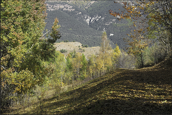Autumn colors Autumn colors