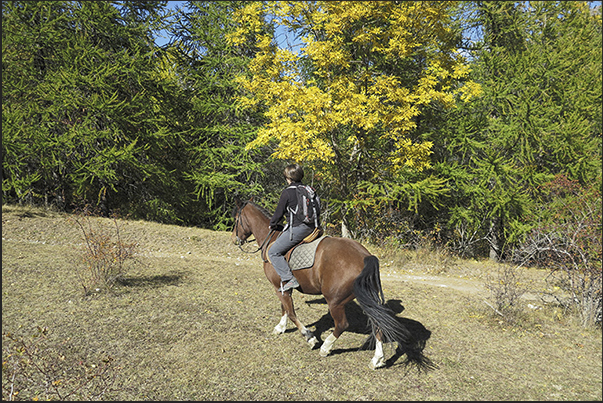 The horse trek continues The horse trek continues
