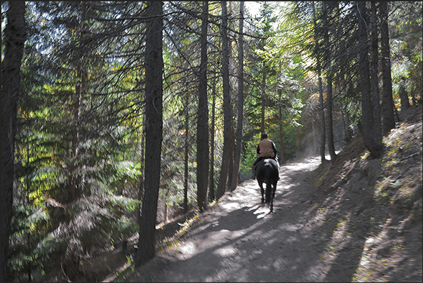 Uphill into the woods to Vazon village