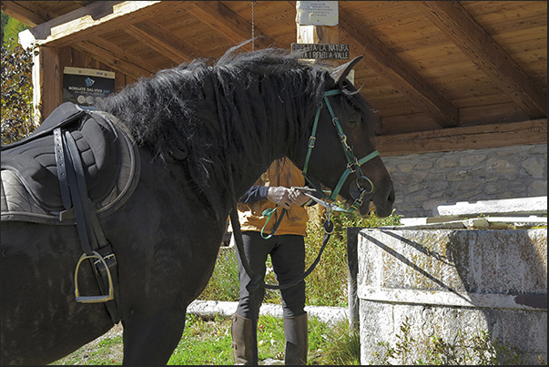 Arrival to the Vazon alpine village (1650 m) Horses drink at the fountain