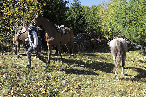 Horses can rest in the fence