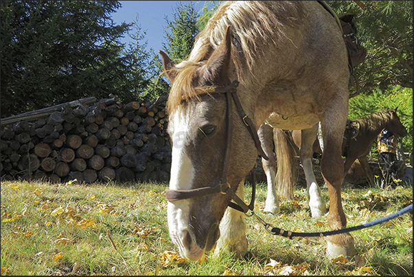 Horses can rest in the fence Horses can rest in the fence