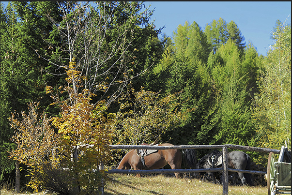 Horses can rest in the fence of Vazon village Horses can rest in the fence of Vazon village